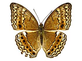 �e�B�P�~�i�~�q���E�������\