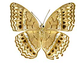 �e�B�P�~�i�~�q���E��������