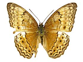 �e�B�P�~�i�~�q���E�������\