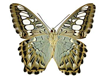 �V���E�B�A�g���t�^�e�n����