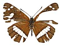 アウリウィッリイミスジ♂裏