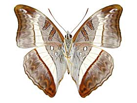 �h�D�h�D�g�K���C�`�����W����