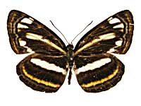 �z���h�j�A�L���~�X�W���\