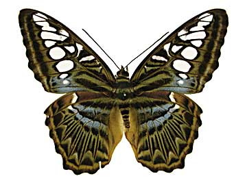 �V���E�B�A�g���t�^�e�n���\