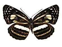 �C�b���Q���q���~�X�W���\