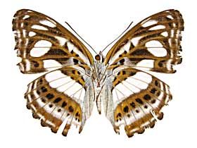 カサミナミイチモンジ♂裏