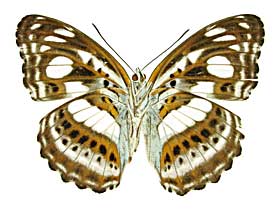 カサミナミイチモンジ♀裏