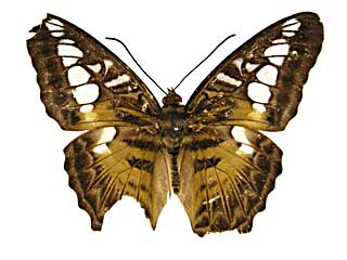 �V���E�B�A�g���t�^�e�n���\