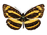 �z���h�j�A�L���~�X�W���\