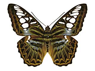 �V���E�B�A�g���t�^�e�n���\