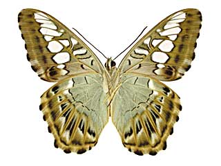 �V���E�B�A�g���t�^�e�n����