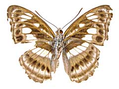 ゴドマニミナミイチモンジ♂裏