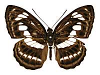 サルウィニミナミイチモンジ♂表