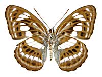 サルウィニミナミイチモンジ♂裏