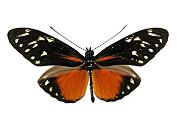 ヘカレシアドクチョウ♂表