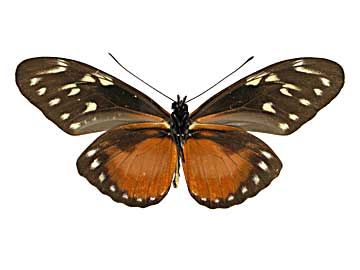 ヘカレシアドクチョウ♂裏