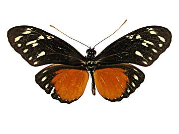 ヘカレシアドクチョウ♀表