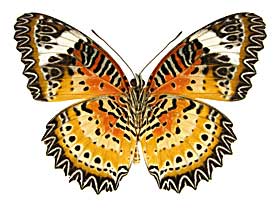 �L�A�l�n���M�`���E����