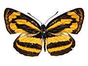 �z���h�j�A�L���~�X�W���\