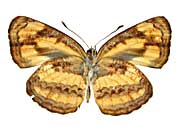 �z���h�j�A�L���~�X�W����