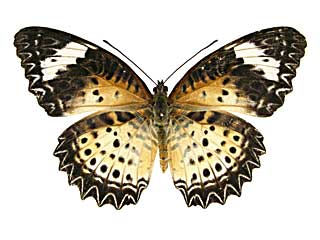 �L�A�l�n���M�`���E���\