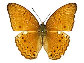 �e�B�P�~�i�~�q���E�������\