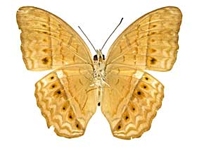 �e�B�P�~�i�~�q���E��������