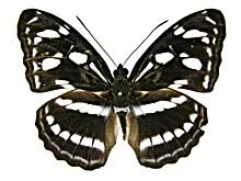 アビアサミナミイチモンジ♂表