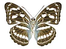 アビアサミナミイチモンジ♂裏