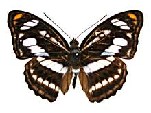 イナラミナミイチモンジ♂表