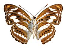 イナラミナミイチモンジ♂裏