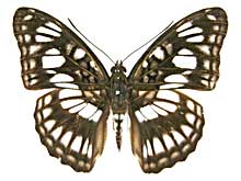 ランガミナミイチモンジ♂表