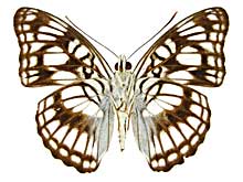 ランガミナミイチモンジ♂裏