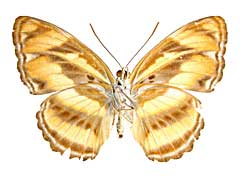 イナラミナミイチモンジ♀裏