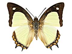 ヤリススヒメフタオ♂表