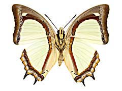 ヤリススヒメフタオ♂裏