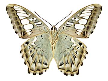 �V���E�B�A�g���t�^�e�n����