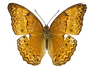 �e�B�P�~�i�~�q���E�������\