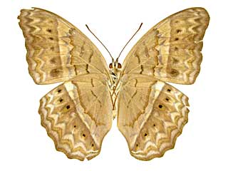 �e�B�P�~�i�~�q���E��������