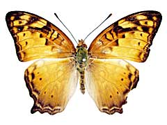 �V���n�I�i�K�^�e�n���\