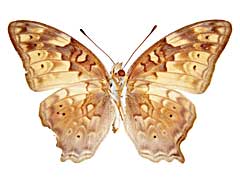 �V���n�I�i�K�^�e�n����