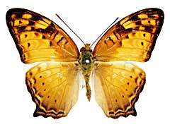 �V���n�I�i�K�^�e�n���\