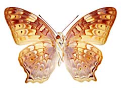 �V���n�I�i�K�^�e�n����