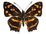 フォルモサヌスキミスジ♂表