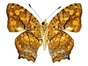 フォルモサヌスキミスジ♂裏