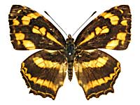 フォルモサヌスキミスジ♀表