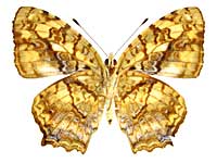 フォルモサヌスキミスジ♀裏