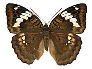 コセムポラリクイナズマ♀表