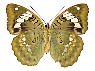 コセムポラリクイナズマ♀裏