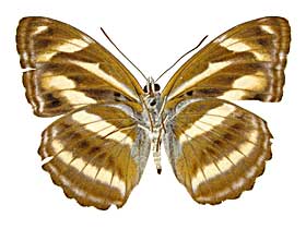 カマミナミイチモンジ♀裏